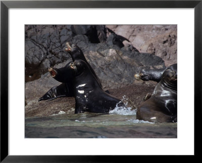 Californian Sea Lion, Group On Shore, Baja California by Gerard Soury Pricing Limited Edition Print image