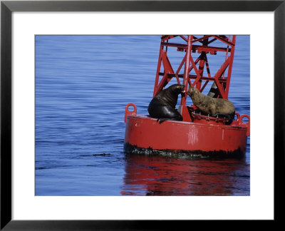 Steller Sea Lion, Two On Light Buoy, Usa by Gerard Soury Pricing Limited Edition Print image