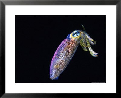 Sepia, Underwater, Indonesia, Indian Ocean by Gerard Soury Pricing Limited Edition Print image