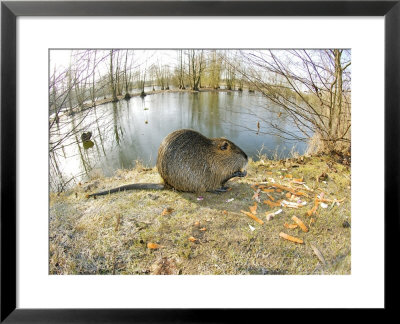 Coypu Or Nutria, Lisle Adam, France by Gerard Soury Pricing Limited Edition Print image