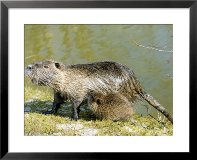 Coypu Or Nutria, Female With Young Suckling, France by Gerard Soury Pricing Limited Edition Print image
