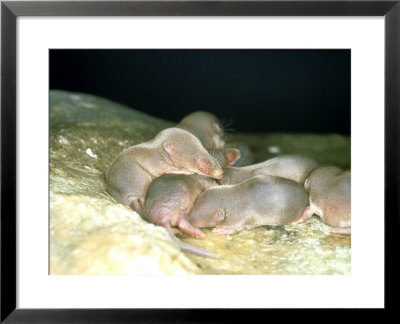 Common Shrew, Group Of Young, Uk by Les Stocker Pricing Limited Edition Print image