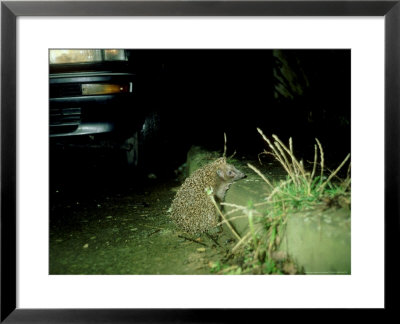 Hedgehog At Night, England, Uk by Les Stocker Pricing Limited Edition Print image