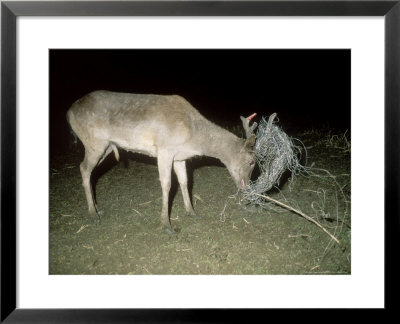 Fallow Deer, Buck Caught In Fence by Les Stocker Pricing Limited Edition Print image
