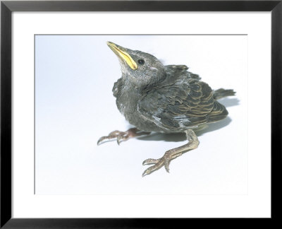 Starling, Juvenile by Les Stocker Pricing Limited Edition Print image