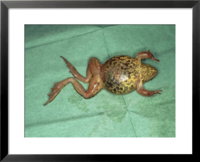 Frog, With Red Legs From Skin Haemorrhage, Uk by Les Stocker Pricing Limited Edition Print image