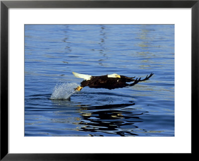 Bald Eagle, Feb, Usa by David Tipling Pricing Limited Edition Print image
