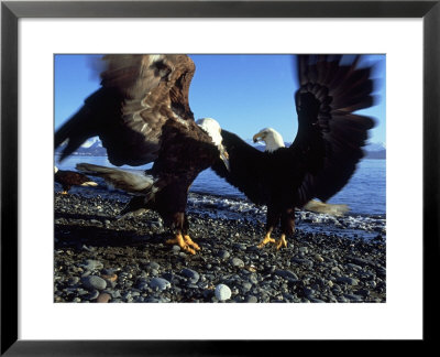 Bald Eagle, February, Usa by David Tipling Pricing Limited Edition Print image