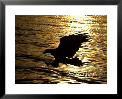 Bald Eagle, Fishing, Usa by David Tipling Pricing Limited Edition Print image