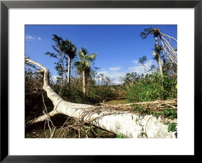 Hurricane Damage To Dry Woodland Near Bermejas, Cuba by David Tipling Pricing Limited Edition Print image