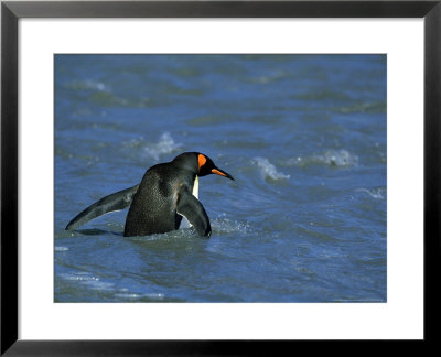 King Penguin, Coming Ashore, South Georgia by David Tipling Pricing Limited Edition Print image