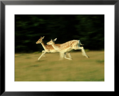 Fallow Deer, Running, Uk by David Tipling Pricing Limited Edition Print image
