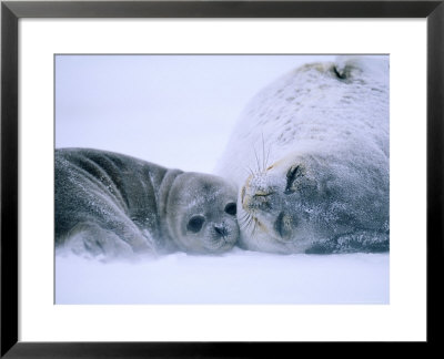 Weddell Seal, Mother & Young Pup, Antarctica by David Tipling Pricing Limited Edition Print image