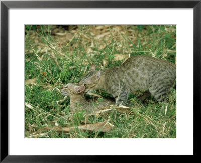 Feral Cats, Pair Mating, India by Satyendra K. Tiwari Pricing Limited Edition Print image