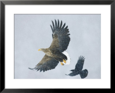 White-Tailed Sea Eagle, Corvus Macrorhynchos, Hokkaido, Japan by Roy Toft Pricing Limited Edition Print image