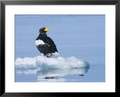 Stellars Sea Eagle, Floating On Piece Of Ice, Japan by Roy Toft Pricing Limited Edition Print image