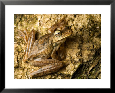 Gladiator Tree Frog On Trunk Of Tree, Costa Rica by Roy Toft Pricing Limited Edition Print image