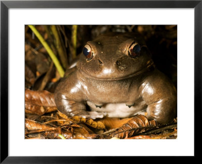 Smokey Jungle Frog, Nocturnal Close-Up Of Fat Frog, Costa Rica by Roy Toft Pricing Limited Edition Print image
