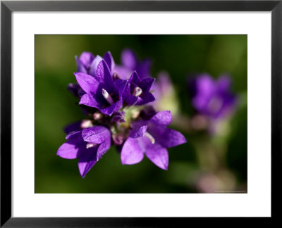 Clustered Bellflower, Summer, Uk by Philip Tull Pricing Limited Edition Print image