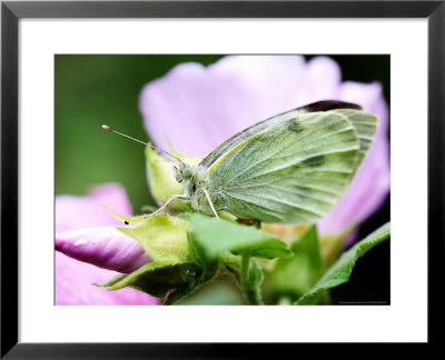 Large White Butterfly, Resting On A Pink Flower, West Berkshire, Uk by Philip Tull Pricing Limited Edition Print image