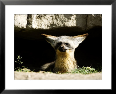 Bat-Eared Fox, Portrait At Den, Tanzania by Ariadne Van Zandbergen Pricing Limited Edition Print image
