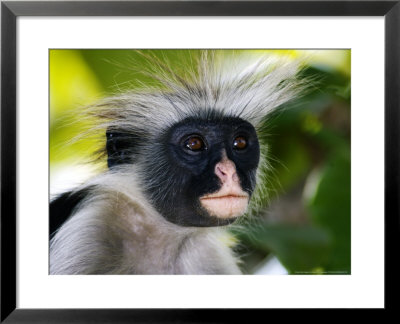 Kirks Red Colobus Monkey, Portrait, Zanzibar by Ariadne Van Zandbergen Pricing Limited Edition Print image