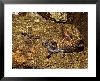 Brown House Snake, Zanzibar by Ariadne Van Zandbergen Pricing Limited Edition Print image