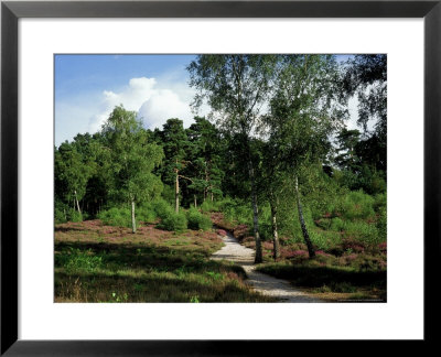 Path Leading Through Ling And Bell Heather, Surrey, Uk by Ian West Pricing Limited Edition Print image