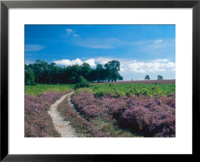 Bell Heather And Ling, Ibsley Common, Hampshire, Uk by Ian West Pricing Limited Edition Print image
