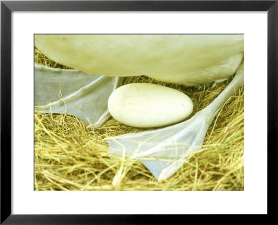 Royal Albatross, Campbell Island, New Zealand by Kim Westerskov Pricing Limited Edition Print image