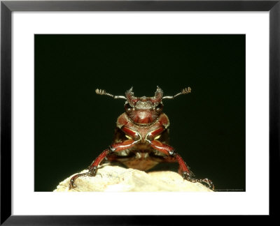 Pinching Beetle, Female, Usa by G. W. Willis Pricing Limited Edition Print image