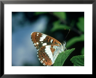 White Admiral, Waterperry, Uk by John Woolmer Pricing Limited Edition Print image