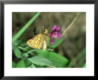 Chequered Skipper, Pyrenees, S. Of France by John Woolmer Pricing Limited Edition Print image