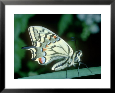 Swallowtail, Uk by Barrie Watts Pricing Limited Edition Print image