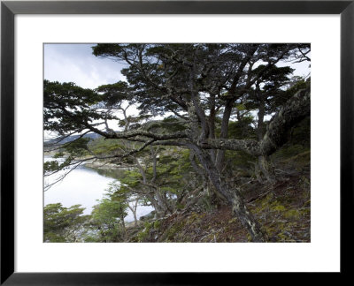 Coastline, Ushuaia, Tierra Del Fuego National Park, Argentina, South America by Thorsten Milse Pricing Limited Edition Print image