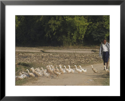 Duck Farmer Crossing Road With Ducks Near Wan Sai Village, Kengtung, Shan State by Jane Sweeney Pricing Limited Edition Print image