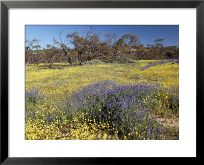 Carpet Of Spring Flowers, Mullewa, Western Australia, Australia by Steve & Ann Toon Pricing Limited Edition Print image