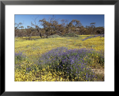 Carpet Of Spring Flowers, Mullewa, Western Australia, Australia by Steve & Ann Toon Pricing Limited Edition Print image