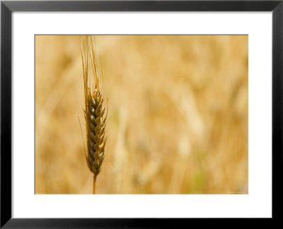 Closeup Of Barley, East Himalayas, Tibet, China by Keren Su Pricing Limited Edition Print image