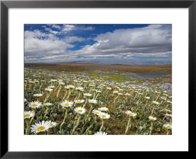 Mountain Daisies, Old Woman Conservation Area, Central Otago, South Island, New Zealand by David Wall Pricing Limited Edition Print image