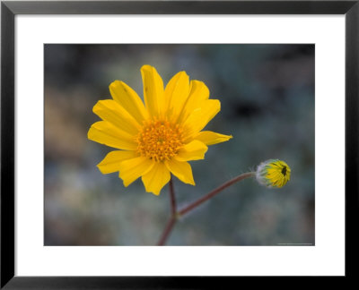 Desert Gold Wildflower, Spring, Death Valley National Park, California, Usa by Jamie & Judy Wild Pricing Limited Edition Print image
