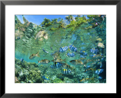 Crowd Of Tropical Reef Fish Including Scissortail Sergeants And Grunts, Solomon Islands by Louise Murray Pricing Limited Edition Print image