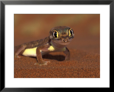 Web-Footed Gecko, Namib National Park, Namibia by Art Wolfe Pricing Limited Edition Print image