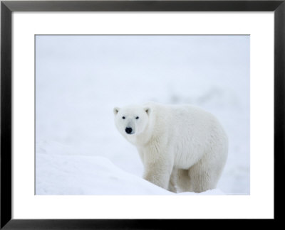 Polar Bear (Ursus Maritimus), Hudson Bay, Churchill, Manitoba, Canada, North America by Thorsten Milse Pricing Limited Edition Print image