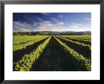 Wine Country, Brancott Estate, Marlborough, N. Zealand by Hendrik Holler Pricing Limited Edition Print image