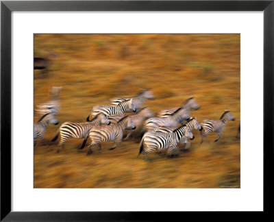 Zebras, Maasai Mara Game Reserve, Kenya by Paul Joynson-Hicks Pricing Limited Edition Print image