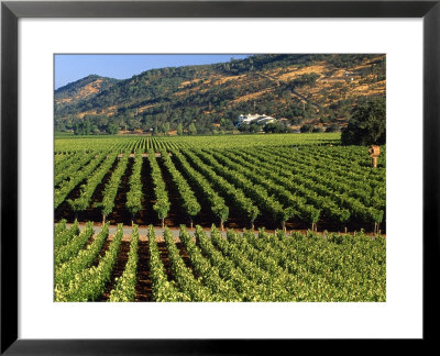 Wine Country, Napa Valley, California by John Alves Pricing Limited Edition Print image
