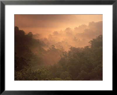 Morning Mist Amid Trees, Missouri, Usa by Gayle Harper Pricing Limited Edition Print image