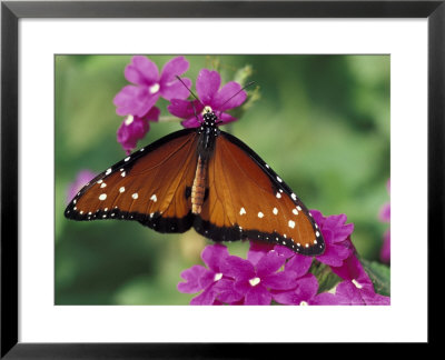 Queen Butterfly On Verbena, Woodland Park Zoo, Seattle, Washington, Usa by Darrell Gulin Pricing Limited Edition Print image