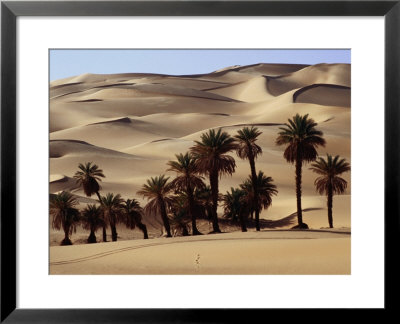 Date Palms Set Amongst The Sand Dunes, Sahara Desert by Anthony Ham Pricing Limited Edition Print image